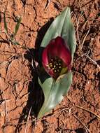 Image of Androcymbium burchellii subsp. pulchrum (Schltr. & K. Krause) Pedrola, Membrives, J. M. Monts. & Caujapé