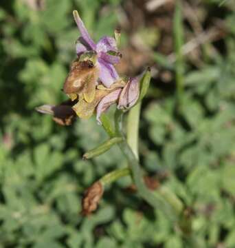 Image of Moon orchid