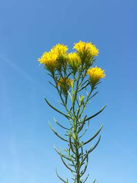 صورة Galatella linosyris (L.) Rchb. fil.