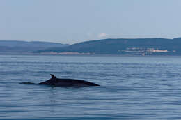 Image de Balaenoptera acutorostrata acutorostrata Lacépède 1804