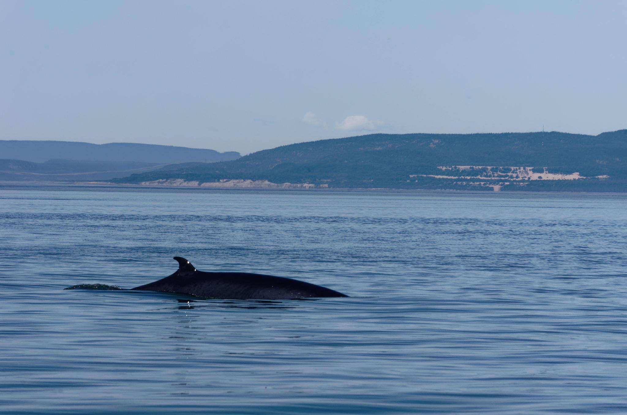 Image of minke whale