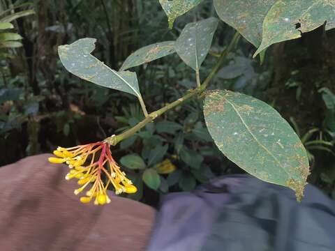 Image of Palicourea anderssoniana C. M. Taylor