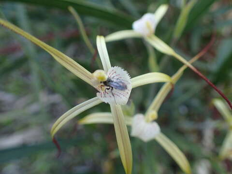 Image of Yellow spider orchid