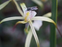 Image of Yellow spider orchid