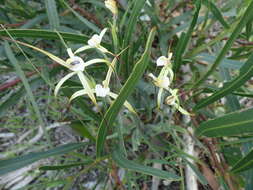 Image of Yellow spider orchid