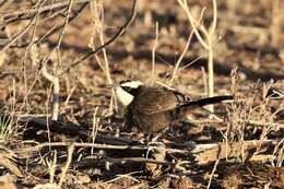 Image of Hall's Babbler