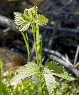 Image of dwarf red blackberry