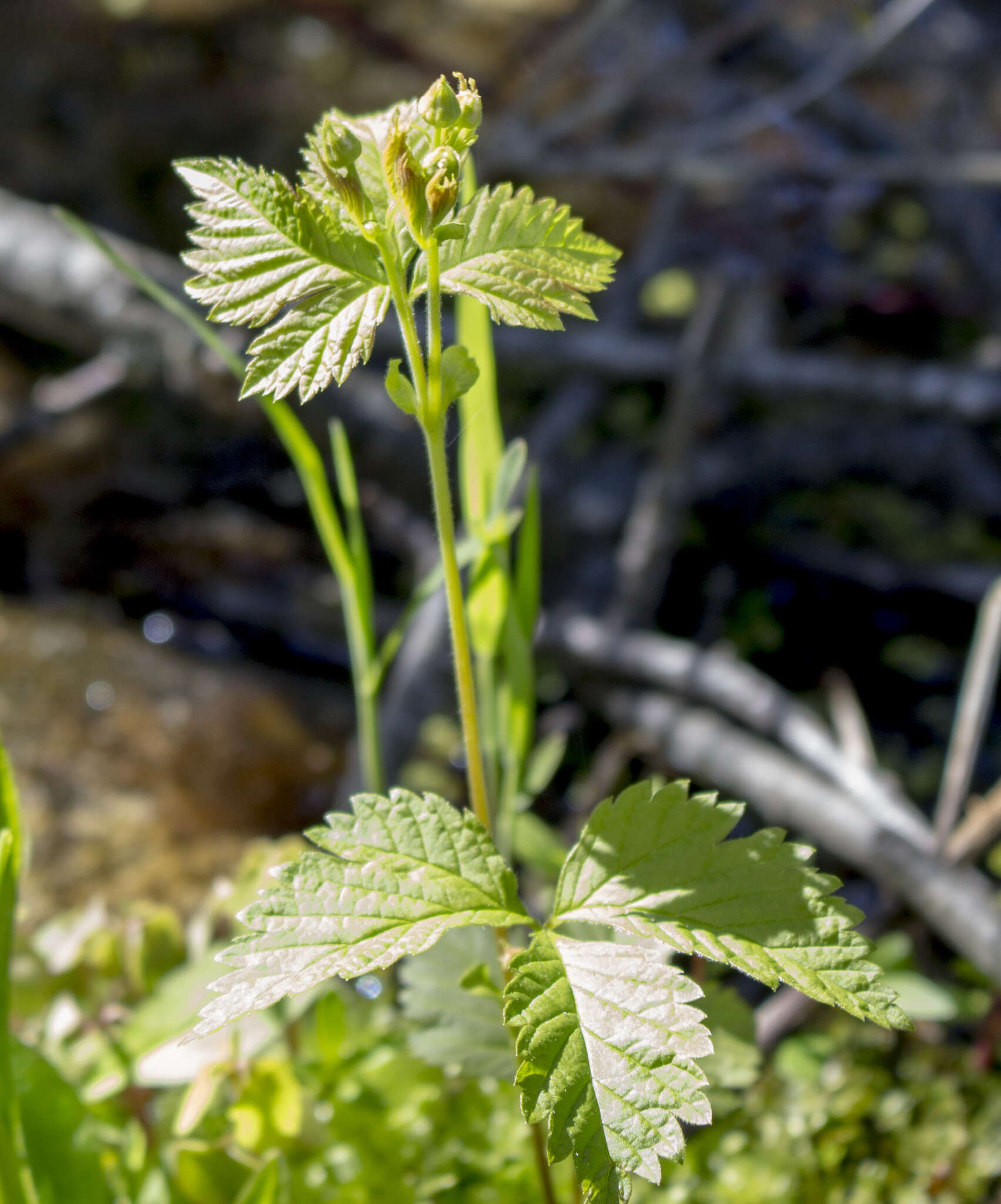 Слика од Rubus pubescens Raf.