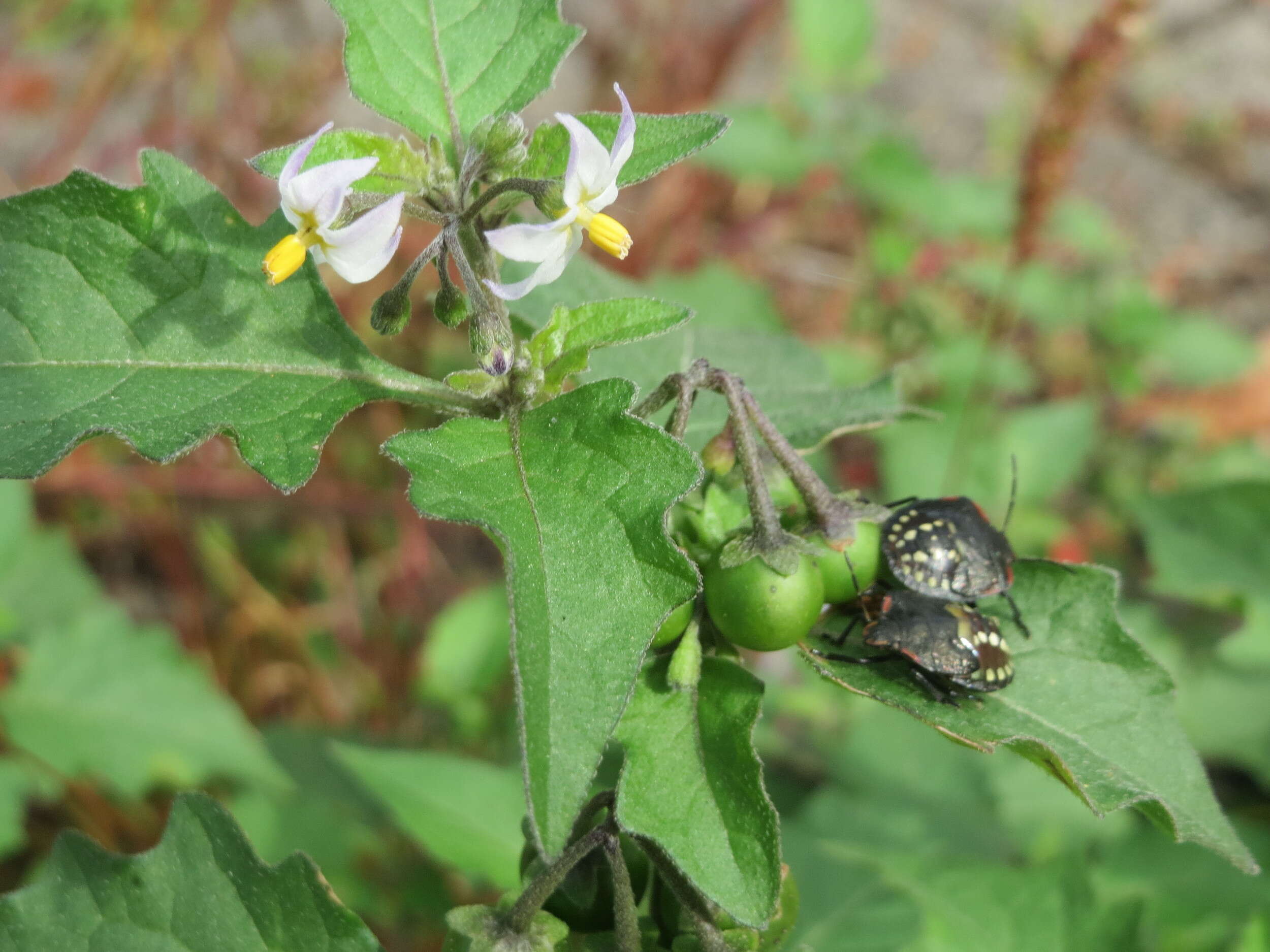 Image of European Black Nightshade