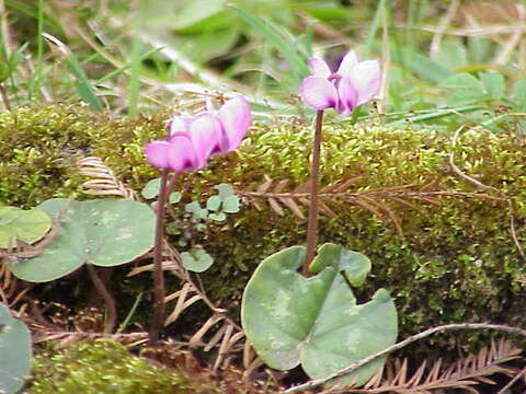 Image of Cyclamen coum Miller