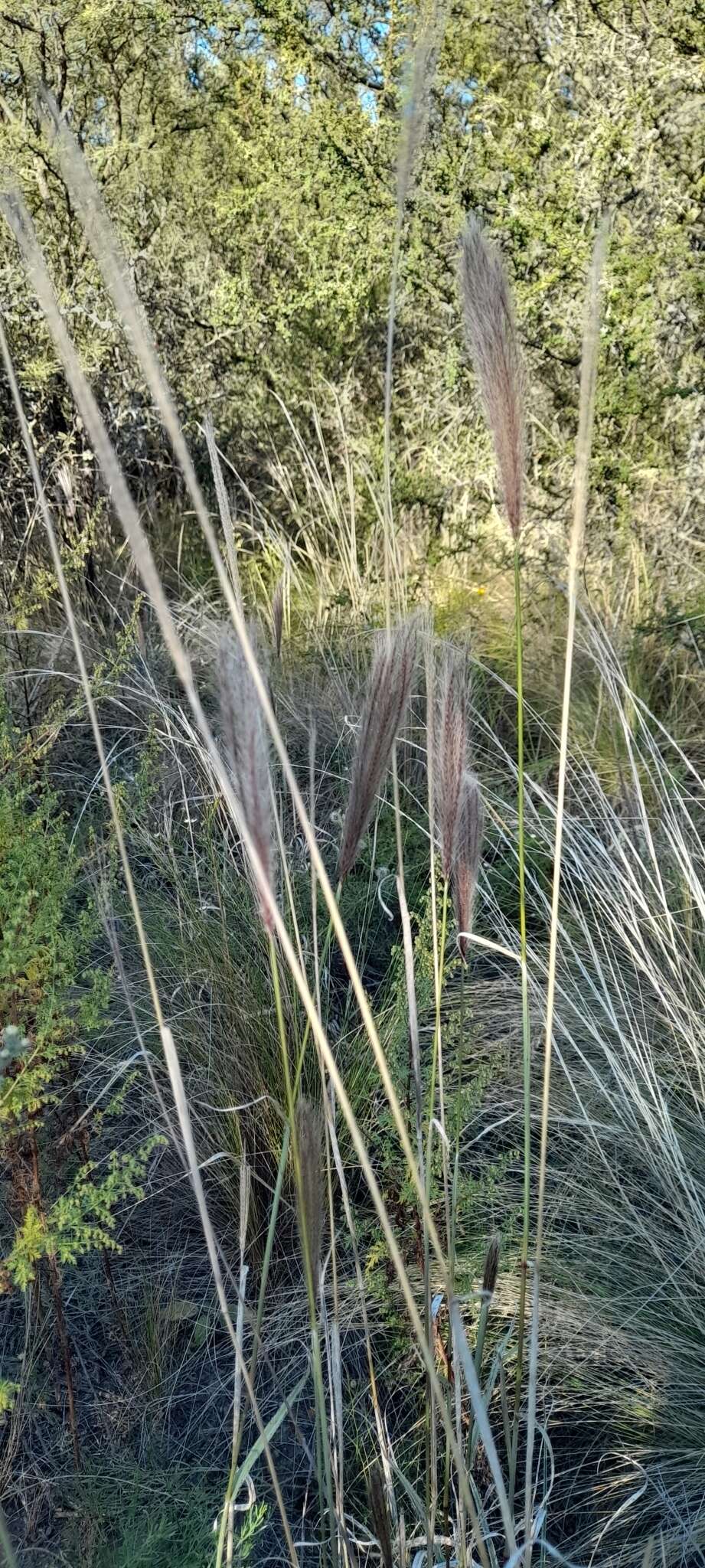Image of false Rhodes grass