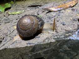 Image of Sauroconcha gulosa (A. Gould 1846)