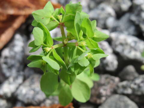 Image of cancer weed