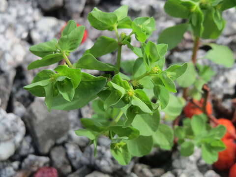 Image of cancer weed