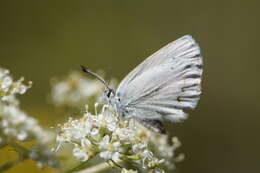 صورة <i>Plebejus anna ricei</i> Cross 1937