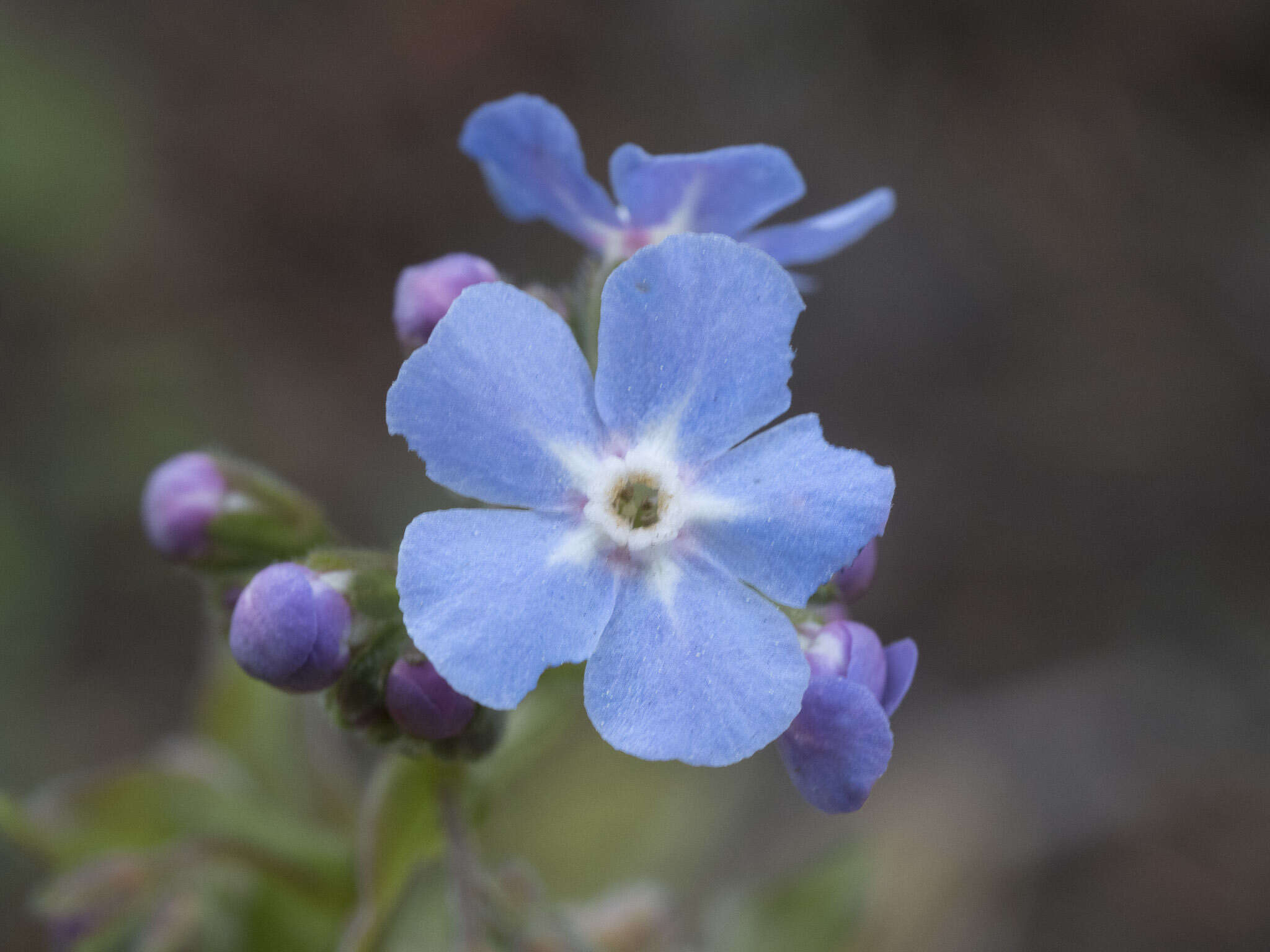 Image de hackélia bleu