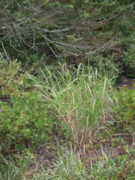 Image of switchgrass