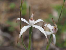 Image of Sugar candy orchid