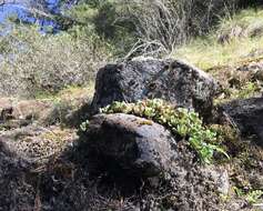 Image of roseflower stonecrop