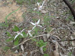 Image of Sugar candy orchid