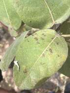 Image of Ficus opposita Miq.