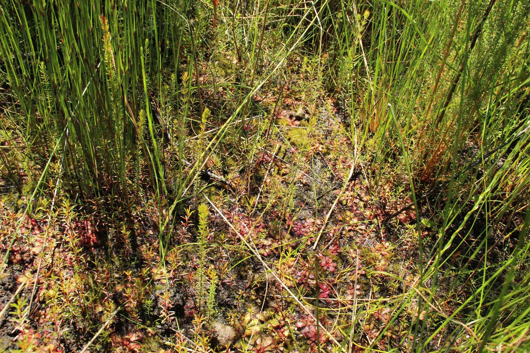 Imagem de Drosera hamiltonii C. R. P. Andrews