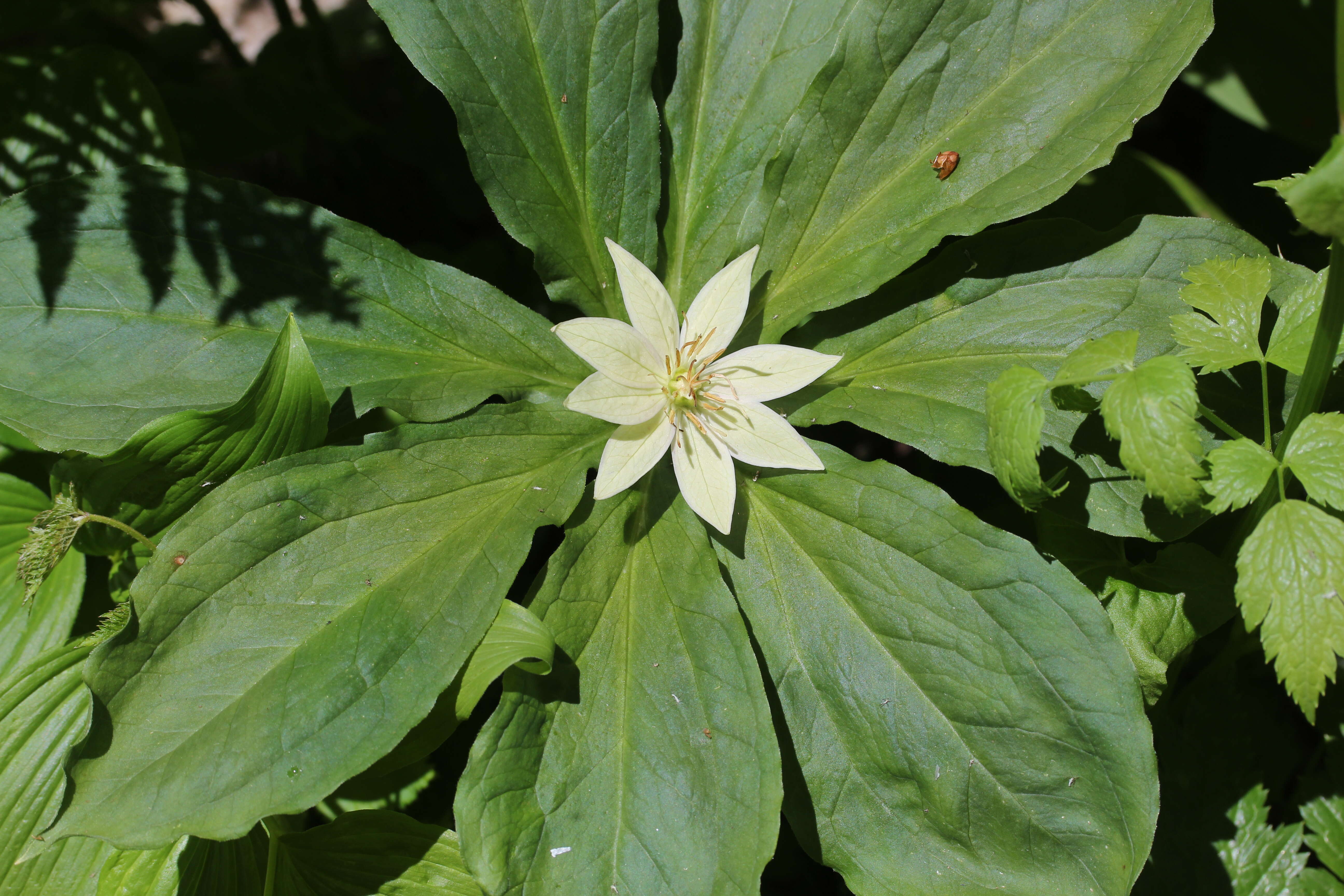 Image of Paris japonica (Franch. & Sav.) Franch.