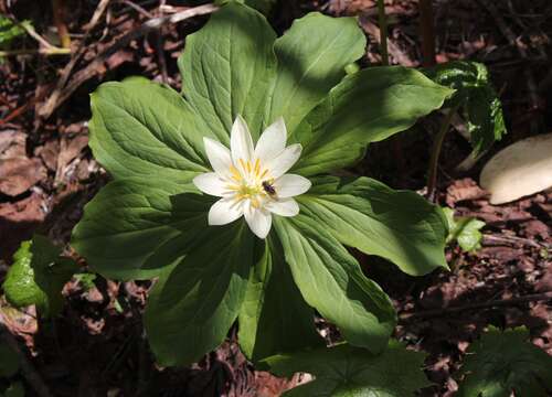 Image of Paris japonica (Franch. & Sav.) Franch.