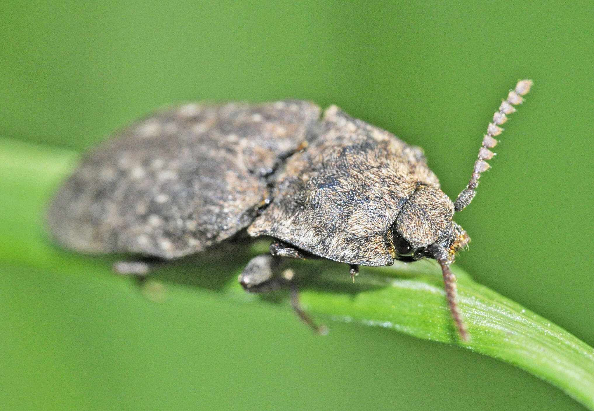 Image of Agrypnus murinus