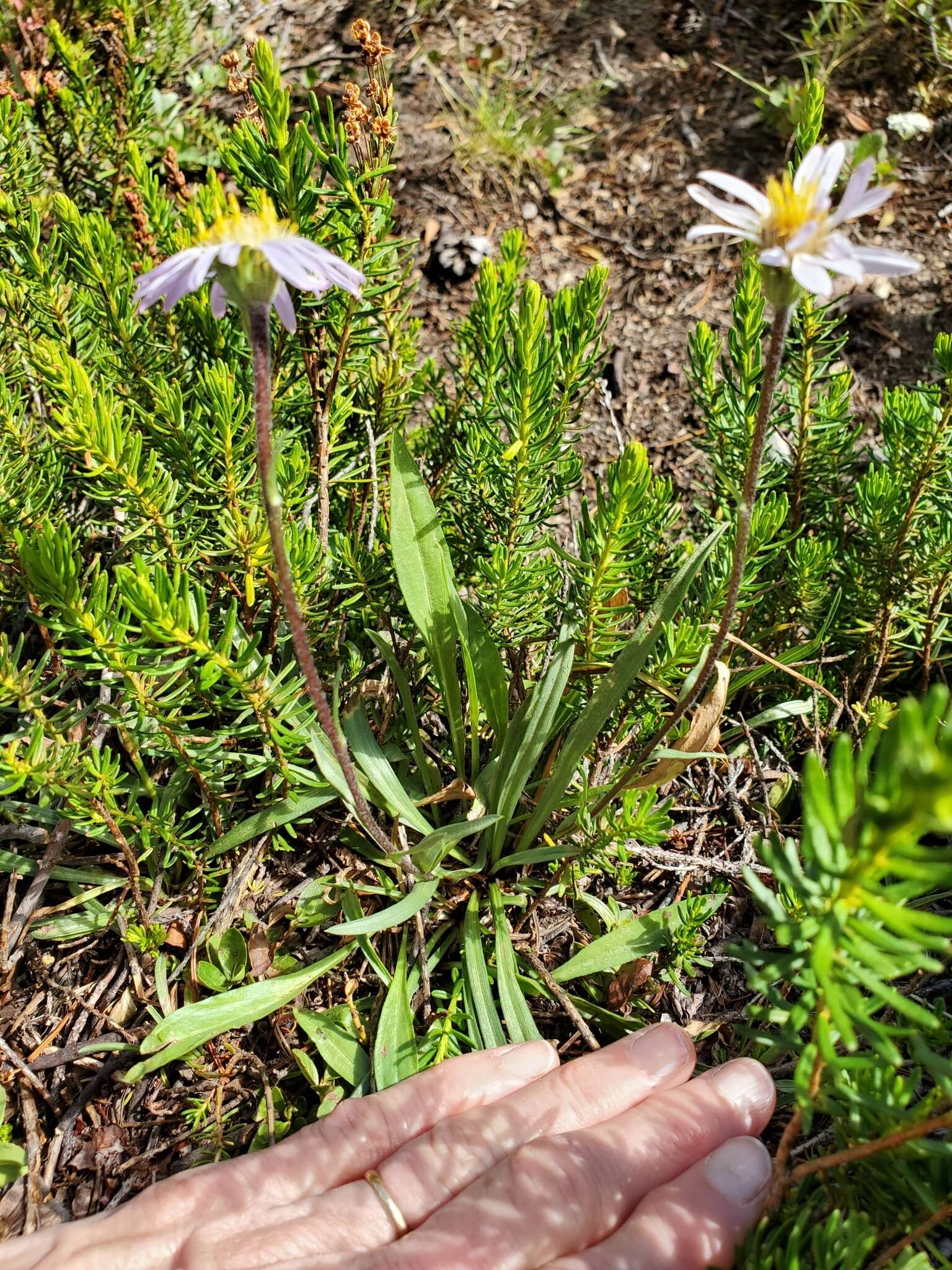 Image of tundra aster