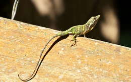 Image of Solitaire Anole