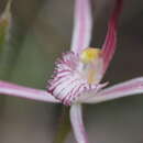Image of Ruby spider orchid