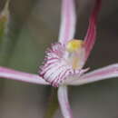 Image de Caladenia occidentalis Hopper & A. P. Br.