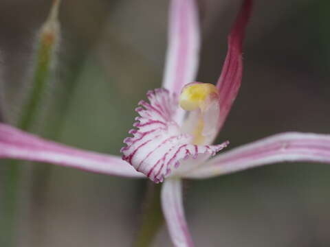 Image of Ruby spider orchid