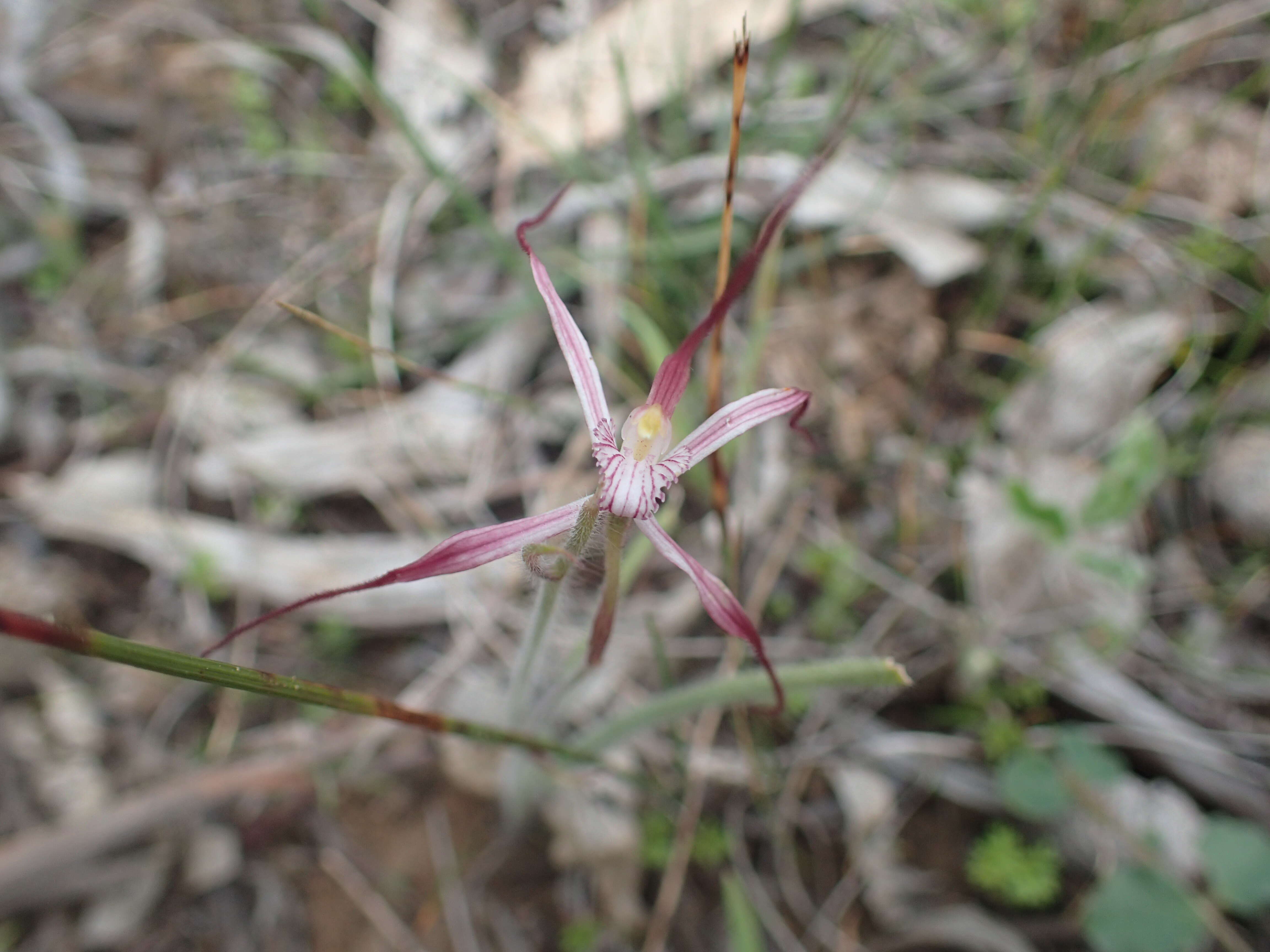 Caladenia occidentalis Hopper & A. P. Br.的圖片