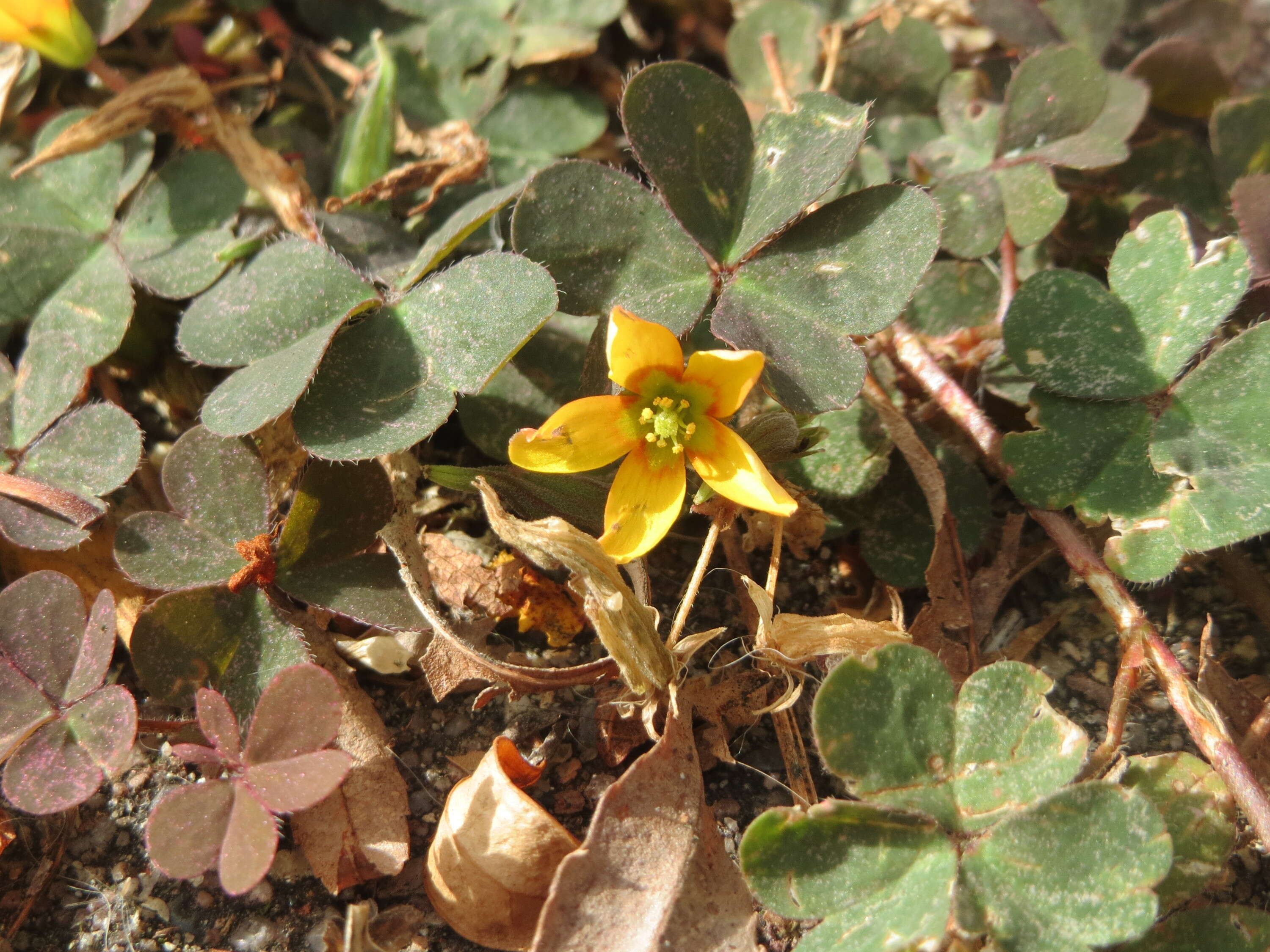 Image of creeping woodsorrel