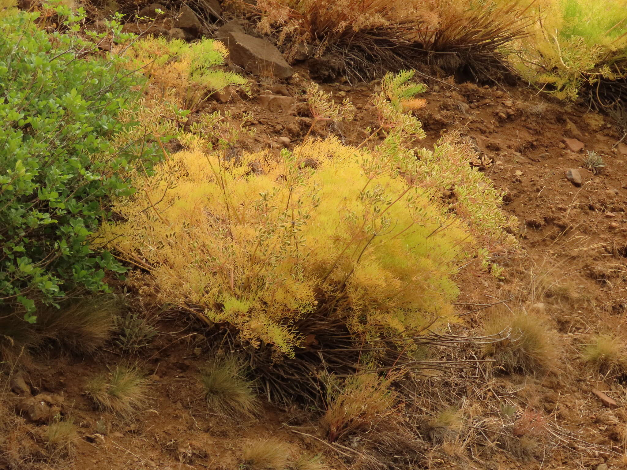 Image of Suksdorf's desertparsley