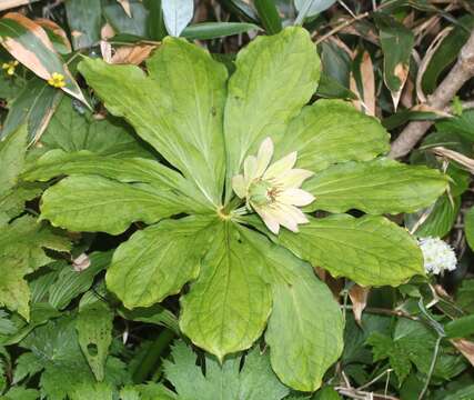 Image of Paris japonica (Franch. & Sav.) Franch.