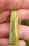 Image of Puccinia chathamica McKenzie 2008