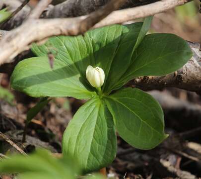 Image of Paris japonica (Franch. & Sav.) Franch.