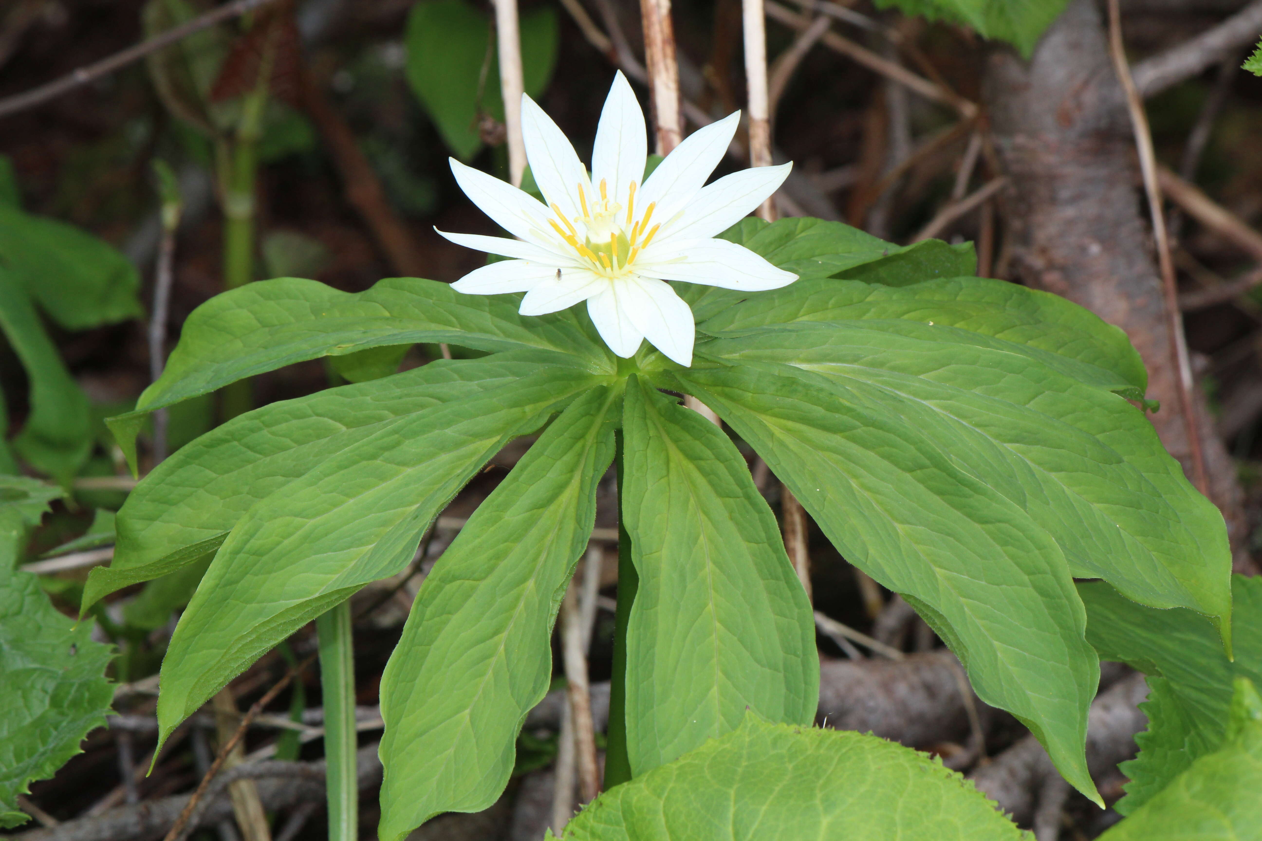 Image of Paris japonica (Franch. & Sav.) Franch.