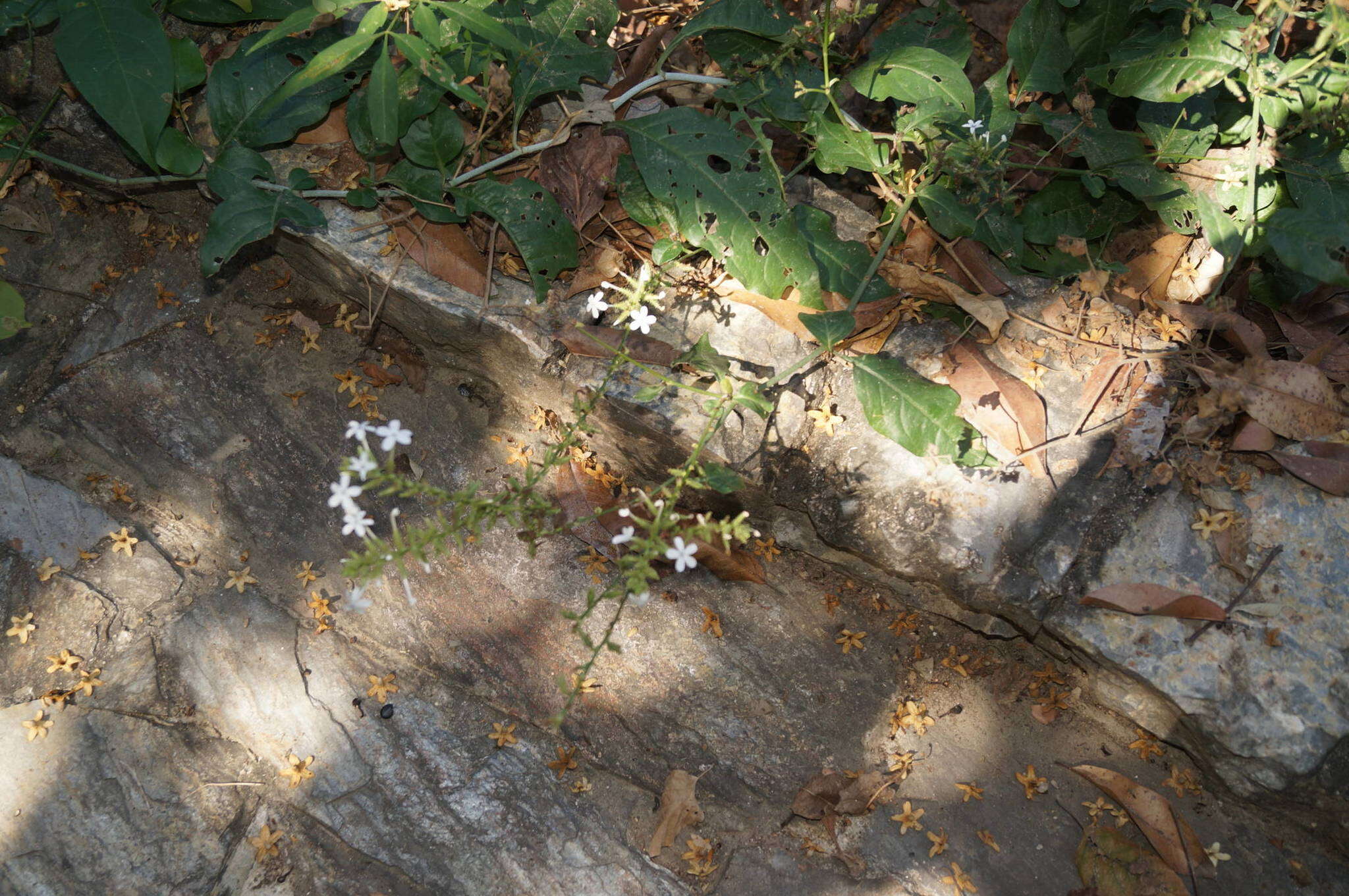 Image of wild leadwort