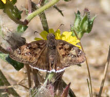 Image of <i>Erynnis <i>tristis</i></i> tristis