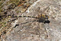 صورة Progomphus borealis McLachlan ex Selys 1873