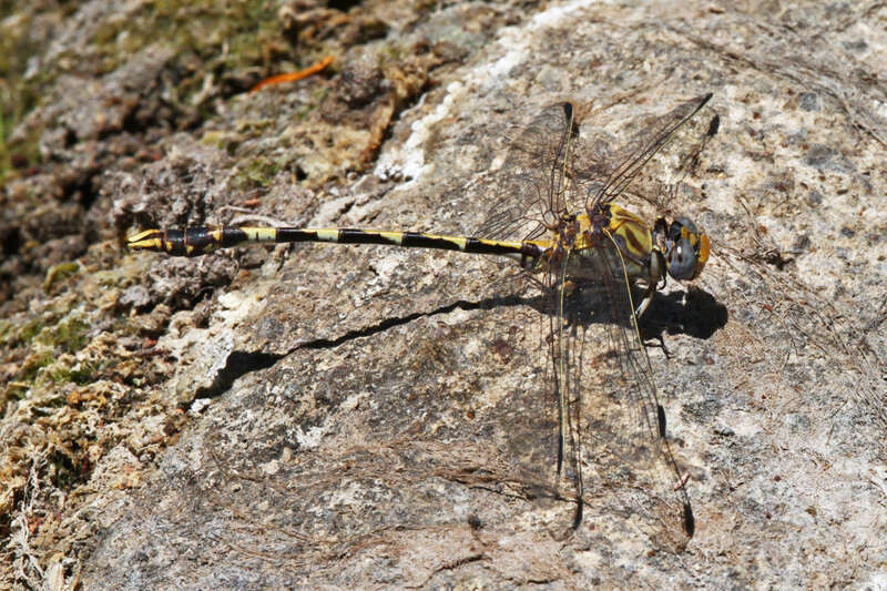 Sivun Progomphus borealis McLachlan ex Selys 1873 kuva