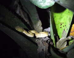 Image of Coffee Palm Viper