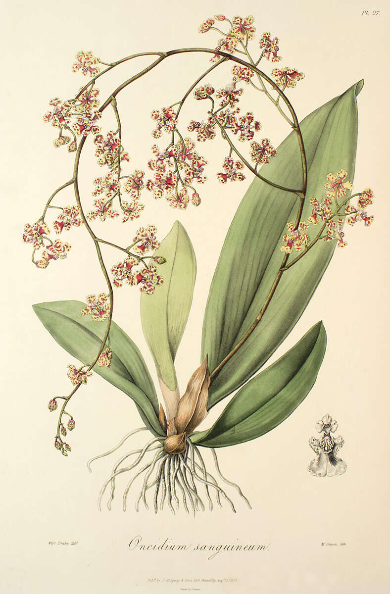 Image of Trichocentrum carthagenense (Jacq.) M. W. Chase & N. H. Williams