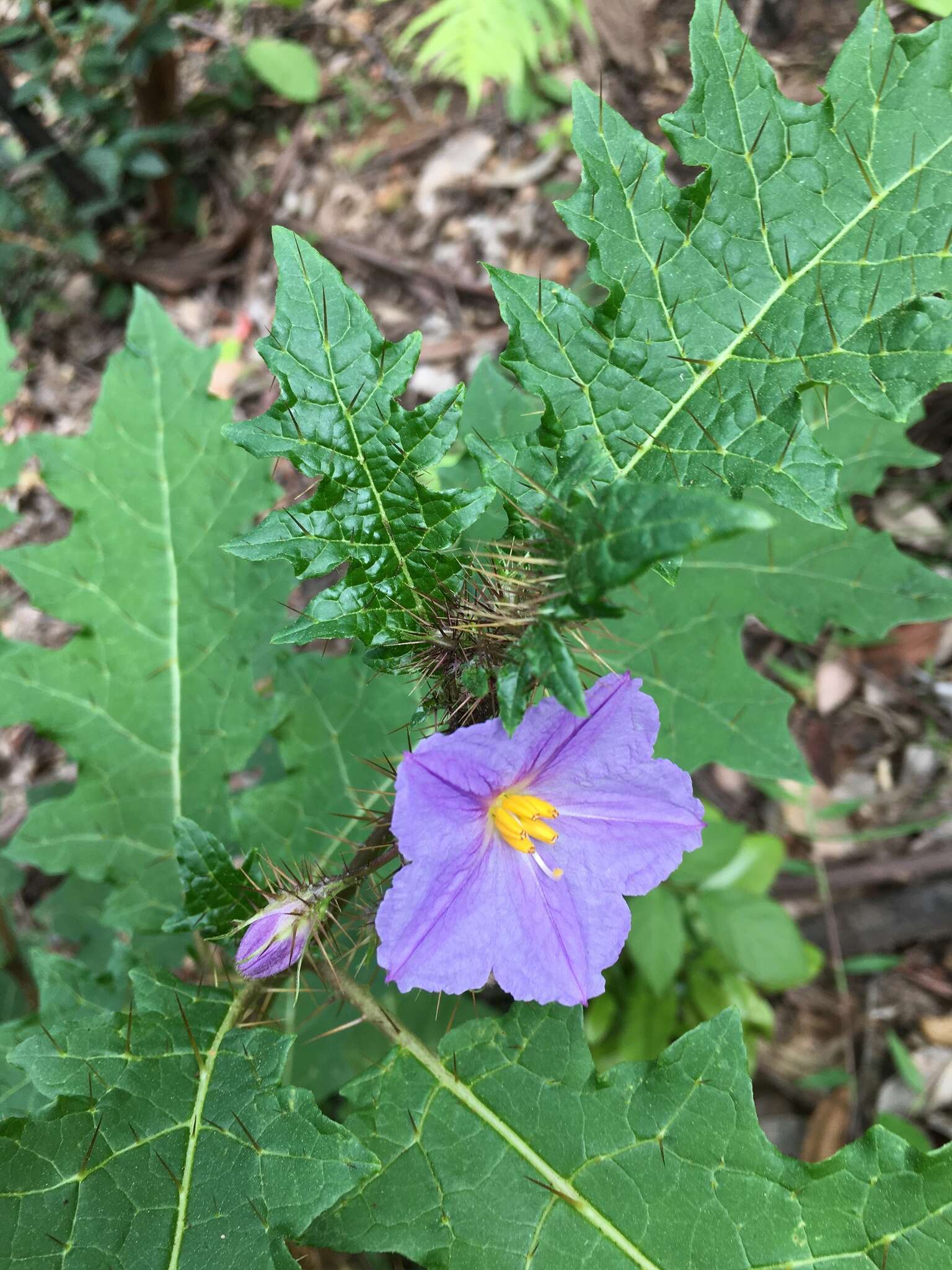 Image of Solanum ditrichum A. R. Bean