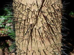 Image of Guinea bactris