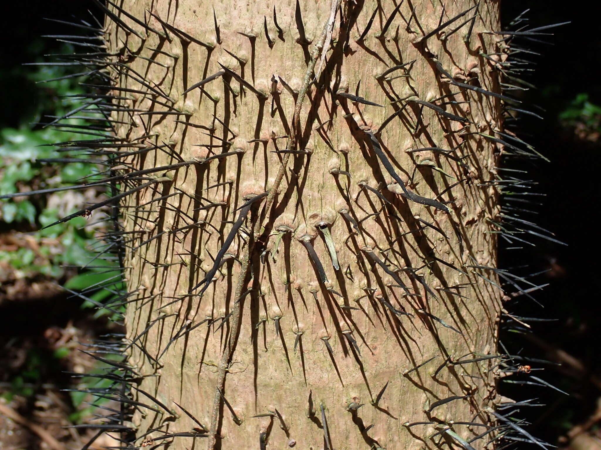 Image of Guinea bactris